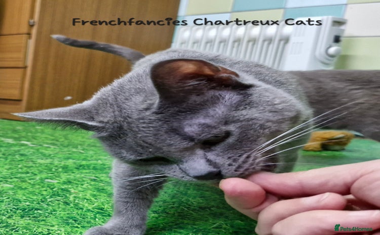 Chartreux cats - Advert 1