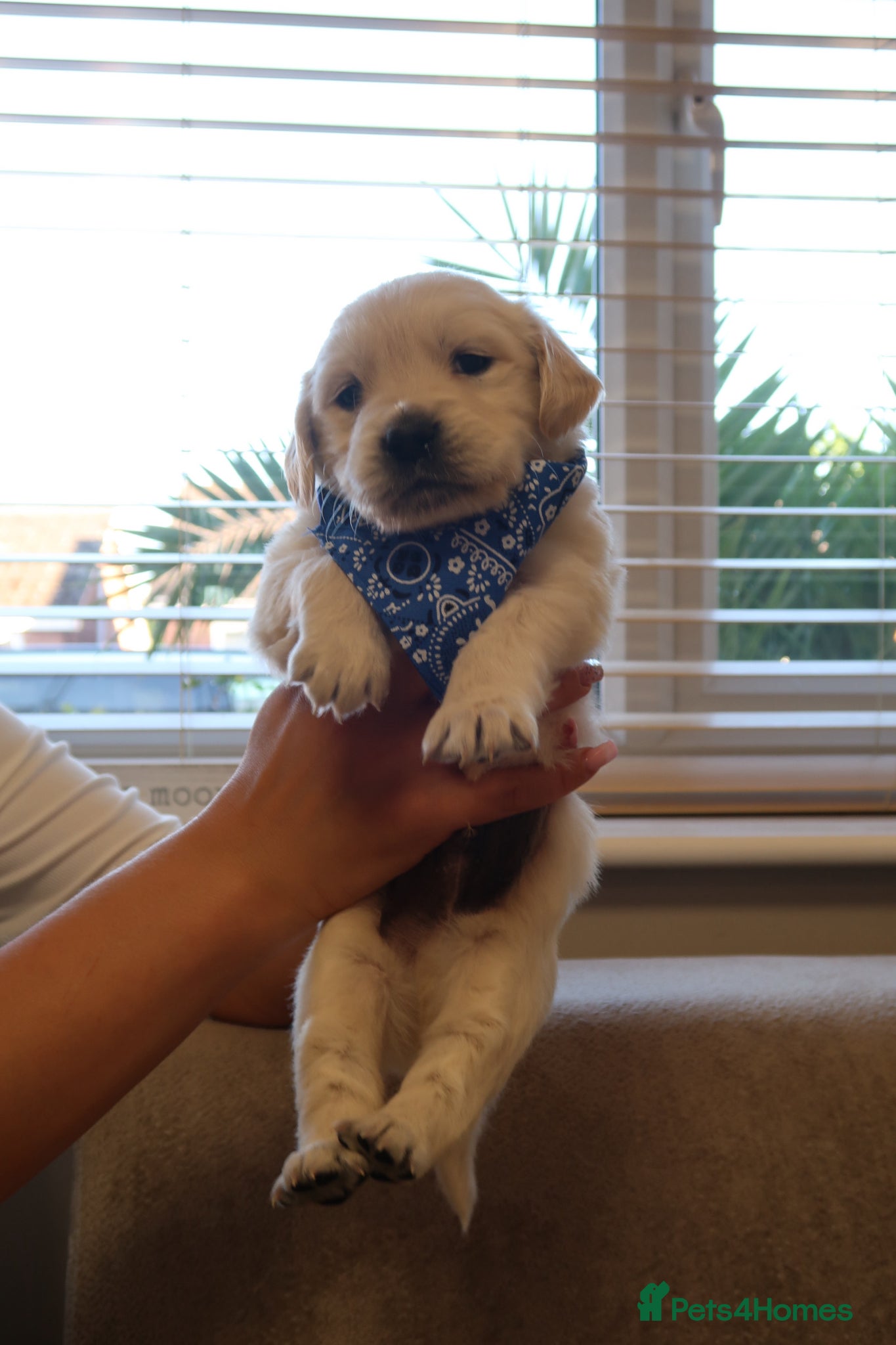 Golden Retriever dogs for sale: Pure bread puppies - Advert 1