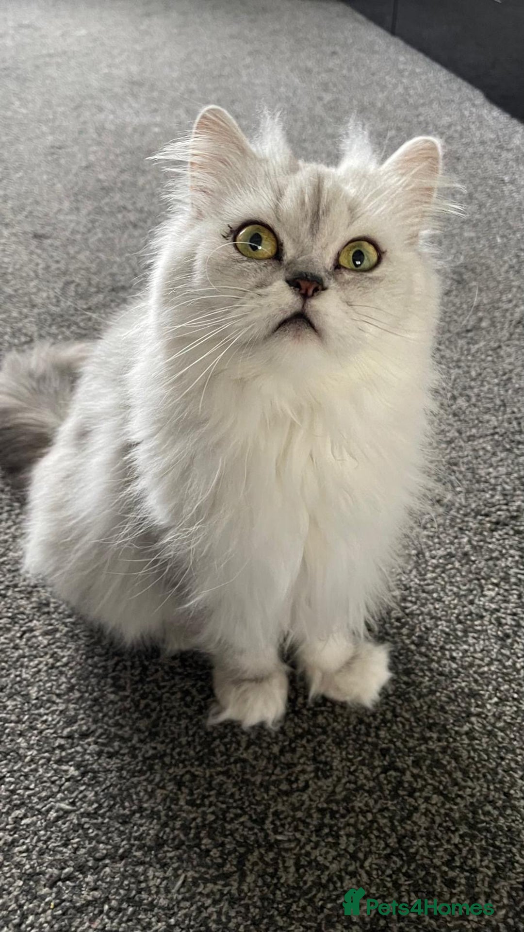 Persian cats for sale: Female - Image 5