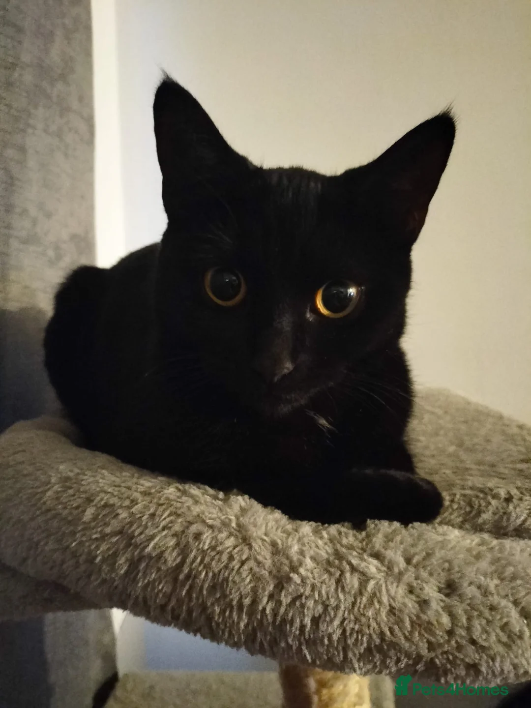 Mixed Breed cats for sale: 3 loving kittens looking for a home  - Advert 2