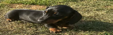 Miniature Dachshund 5