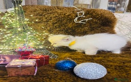 Ragdoll cats for sale: GCCF Pure Ragdoll Seal/Blue Point Lynx Mitted - Advert 22