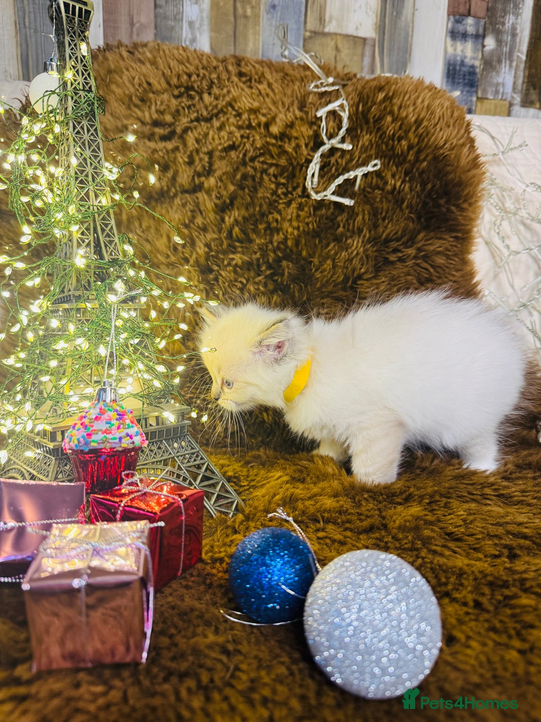 Ragdoll cats for sale: GCCF Pure Ragdoll Seal/Blue Point Lynx Mitted - Advert 22