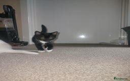 Domestic Shorthair cats for sale: 4 beautiful kittens - Image 10