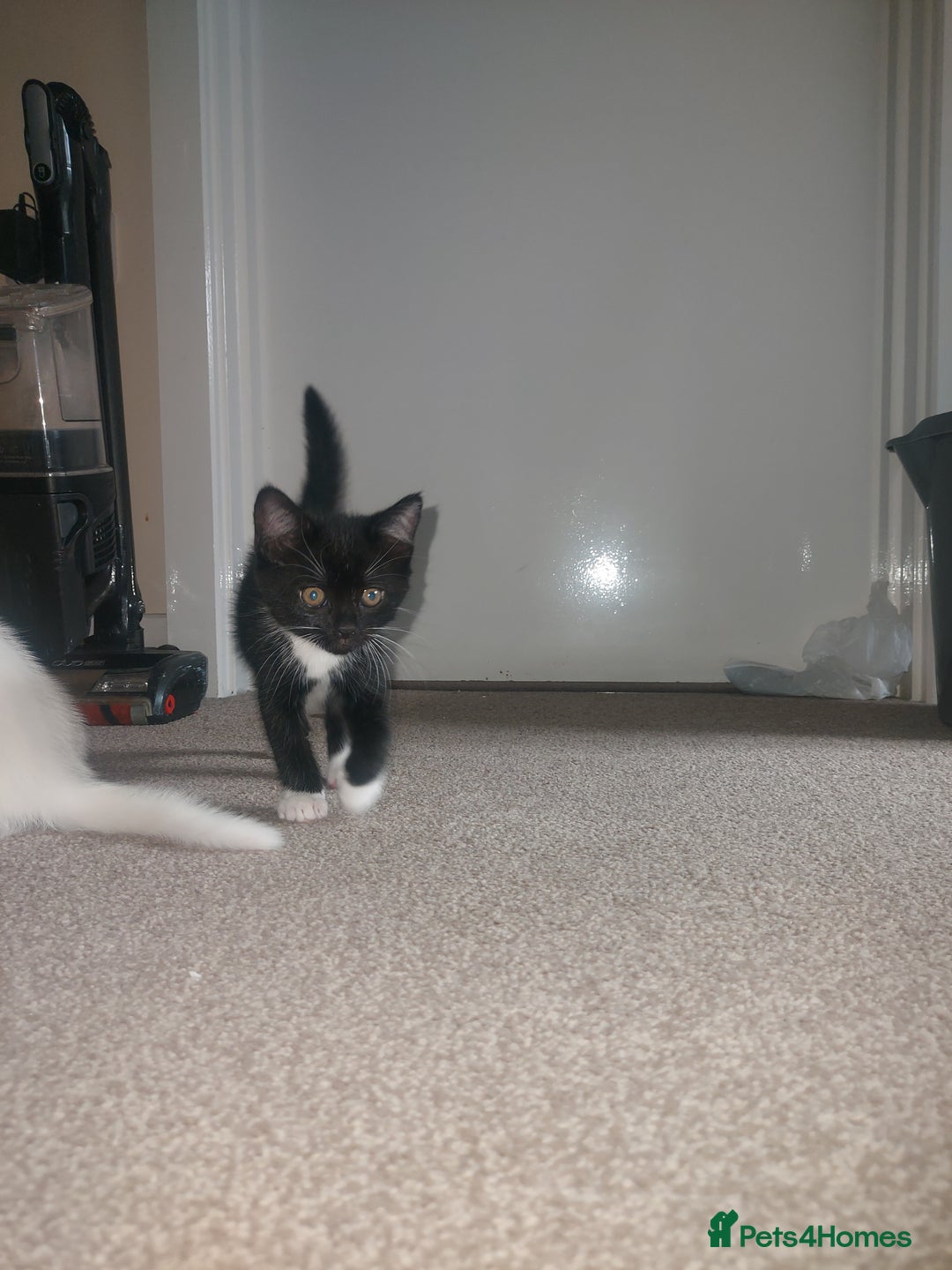 Domestic Shorthair cats for sale: 4 beautiful kittens - Image 10