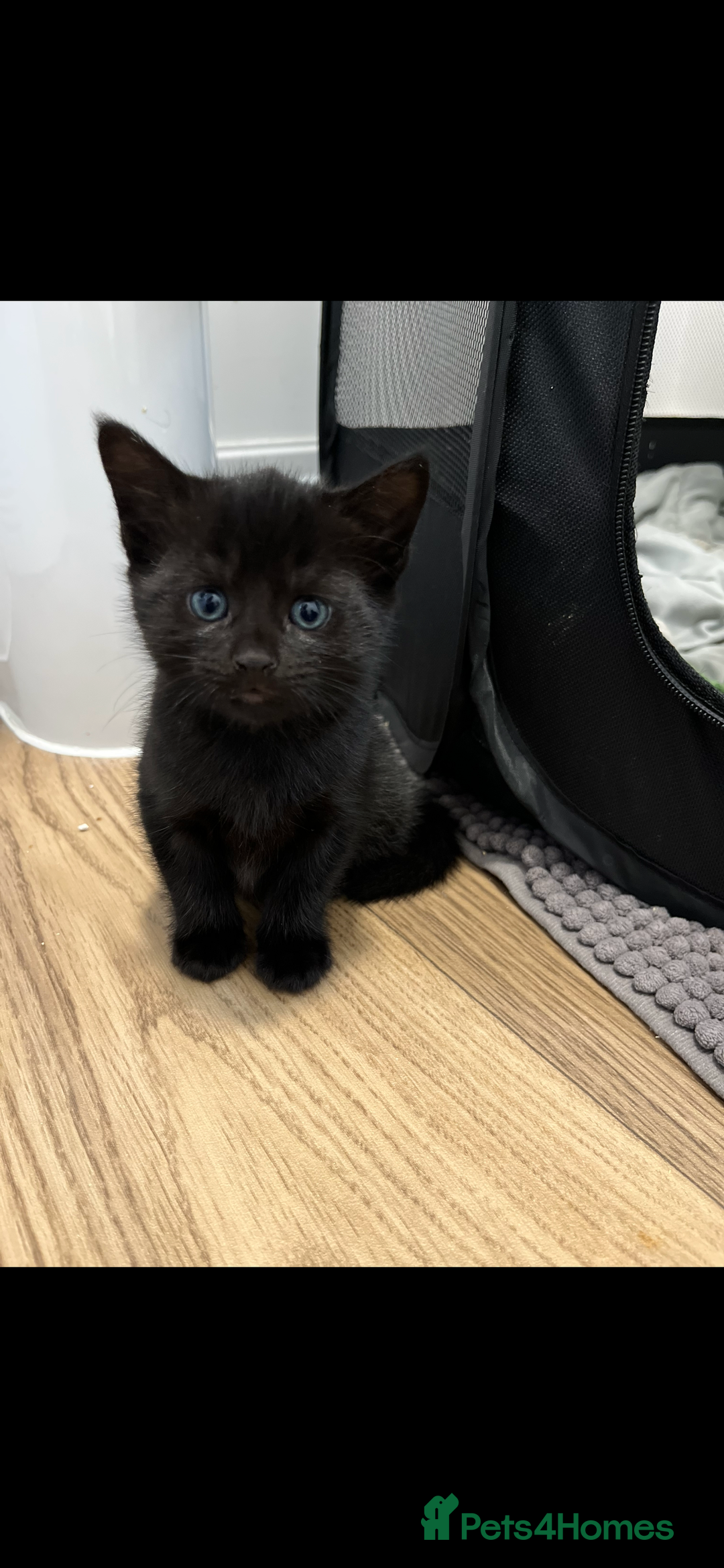 Mixed Breed cats for sale: 2x playful black tabbies - Advert 4