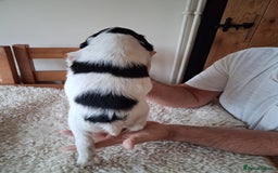 English Springer Spaniel dogs for sale: Male black and white Springer pup  - Image 2