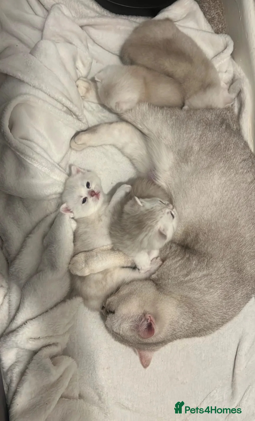 British Shorthair cats for sale: 🐾 British Shorthairs in Northampton - Advert 1