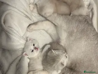 British Shorthair cats 🐾 British Shorthairs - Advert 1