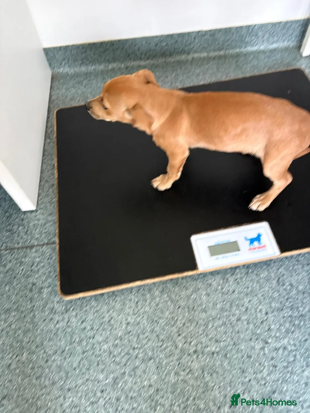 Mixed Breed dogs for adoption: 🧡🐾 KARA — 4 KG OF PURE PUPPY LOVE 🐾🧡 - Advert 2