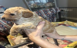 Yorkiepoo dogs for sale: Yorkiepoo puppies for sale - Image 13