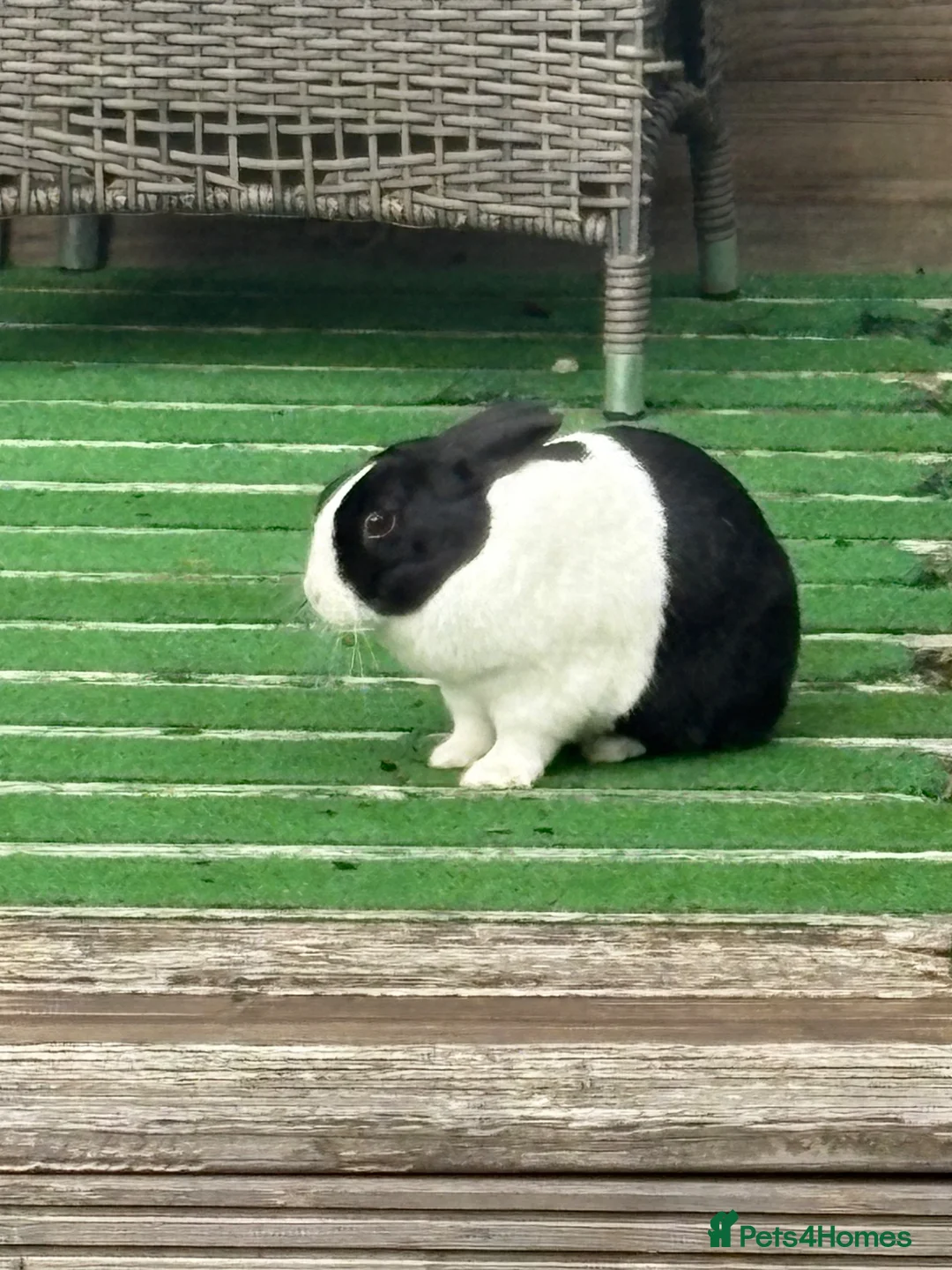 Dutch rabbits for sale: Rabbit partner - looking for bunny companion - Advert 1