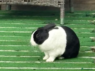 Dutch rabbits Rabbit partner - looking bunny friend - Advert 1