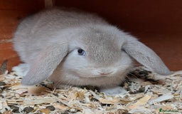 Mini Lop rabbits for sale: Gorgeous mini lops ready now! - Advert 16