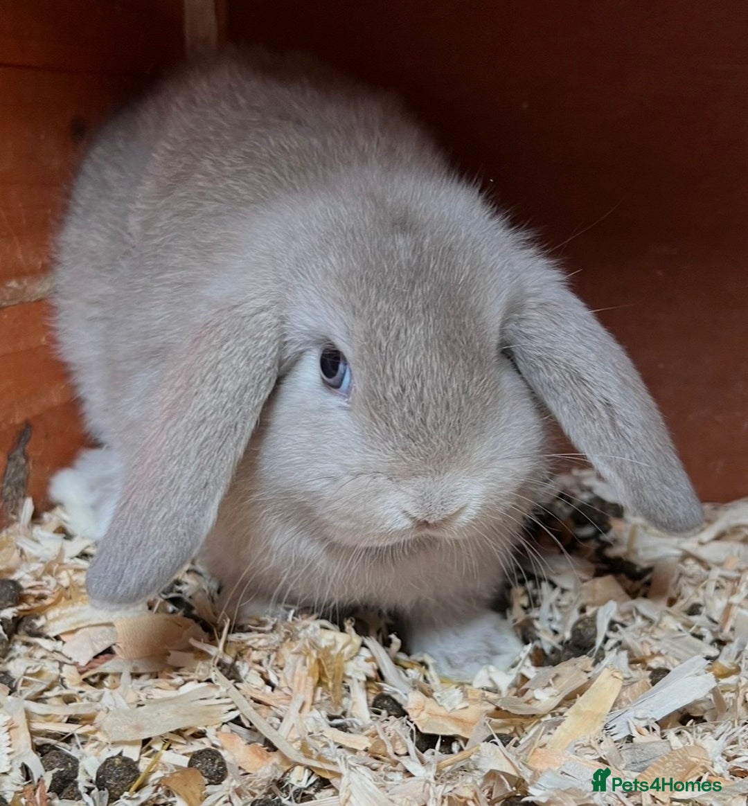 Mini Lop rabbits for sale: Gorgeous mini lops ready now! - Advert 16