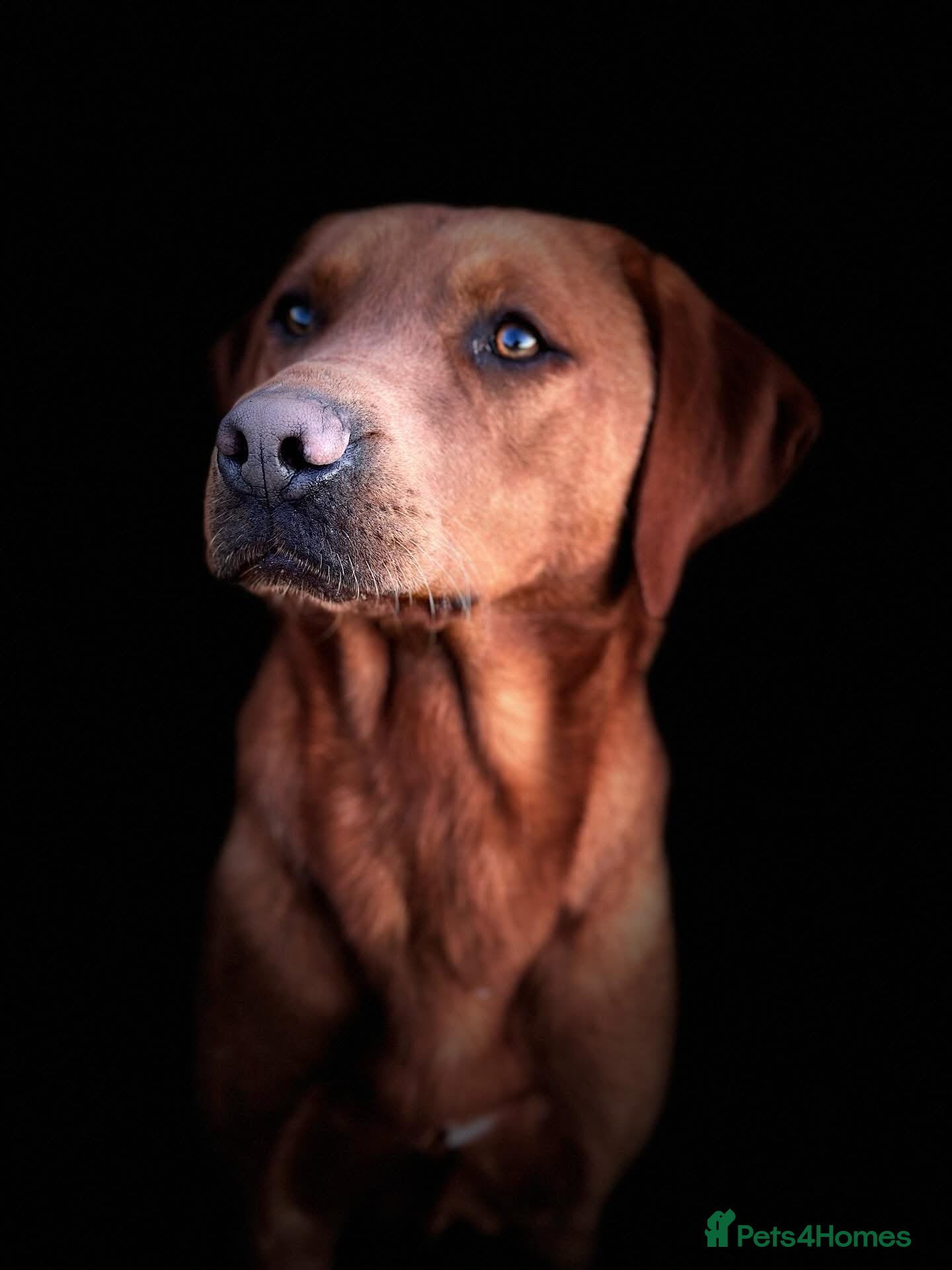 Labrador Retriever dogs Gorgeous foxred Labrador male - Advert 2