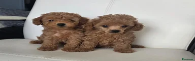 Toy Poodle 1