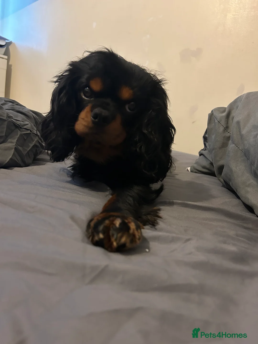 Cavalier King Charles Spaniel dogs for stud: Kc Black and Tan small proven cavalier stud  in Barnsley - Advert 5