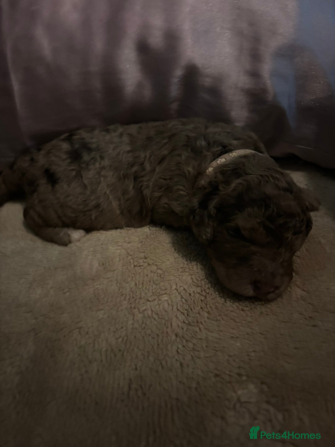 Goldendoodle dogs for sale: F1B Goldendoodle Puppies – Merle & Black – Essex - Image 4