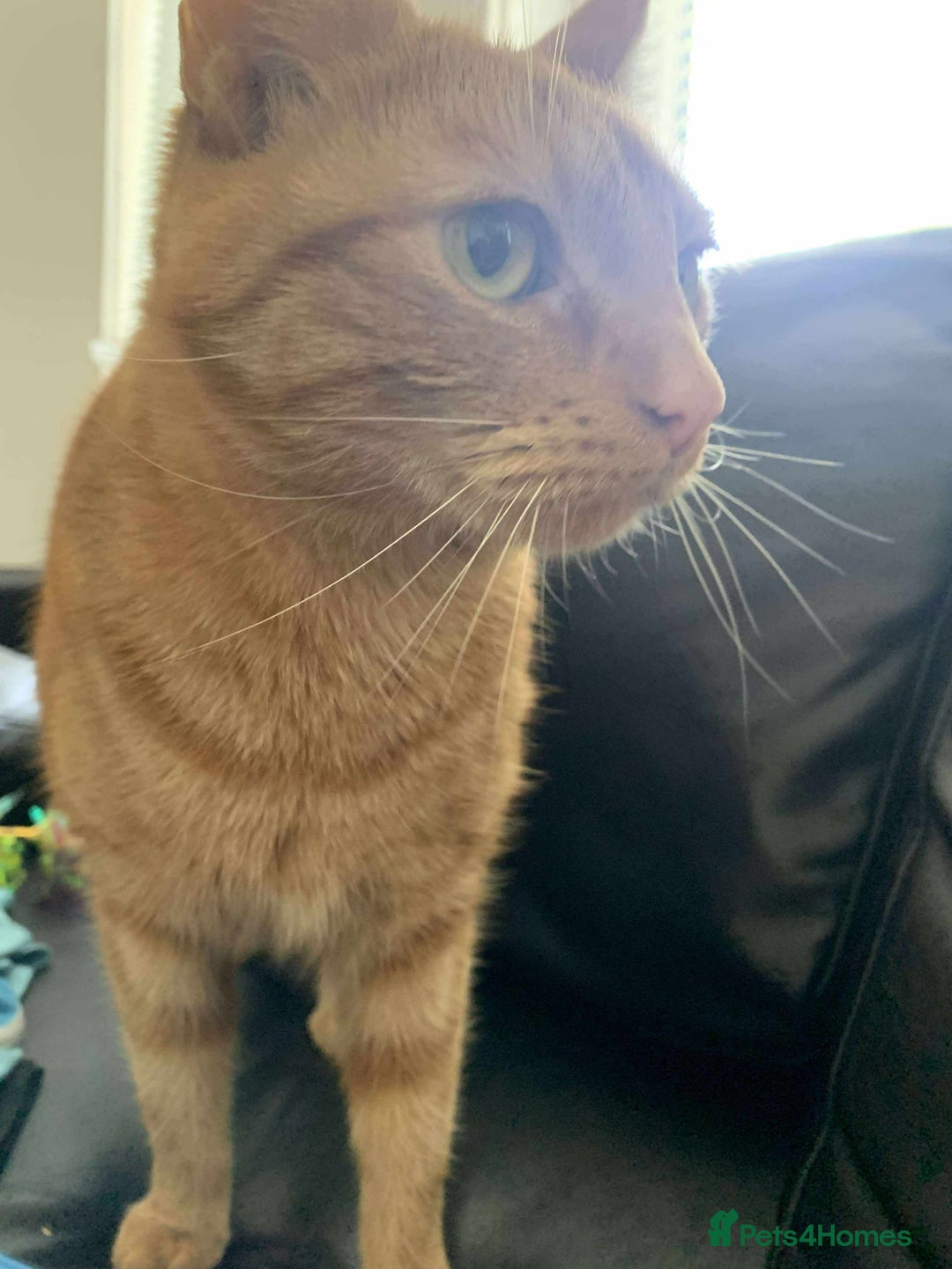 Domestic Shorthair cats for sale: 2 cats - Advert 8