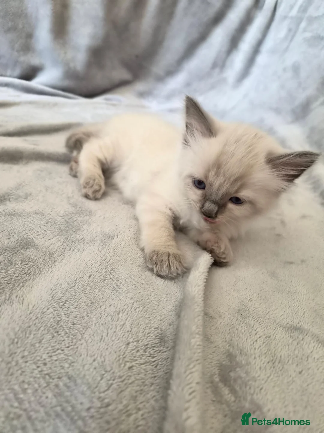 Siamese cats for sale: Silver colour point kittens  in Wallsend - Advert 9