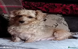 Dachshund dogs for sale: Jackshound puppies  - Image 10