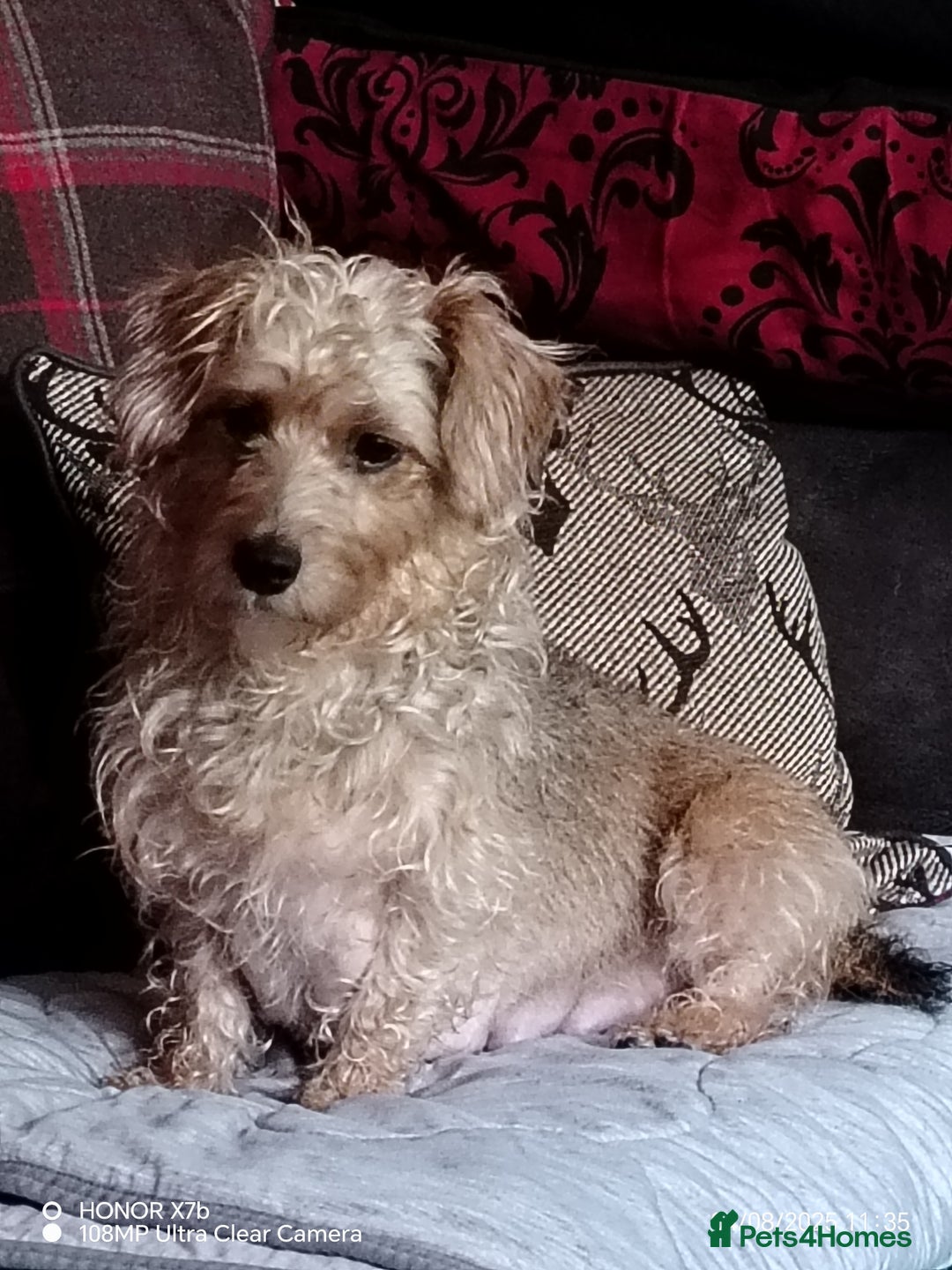 Dachshund dogs for sale: Jackshound puppies  - Image 10