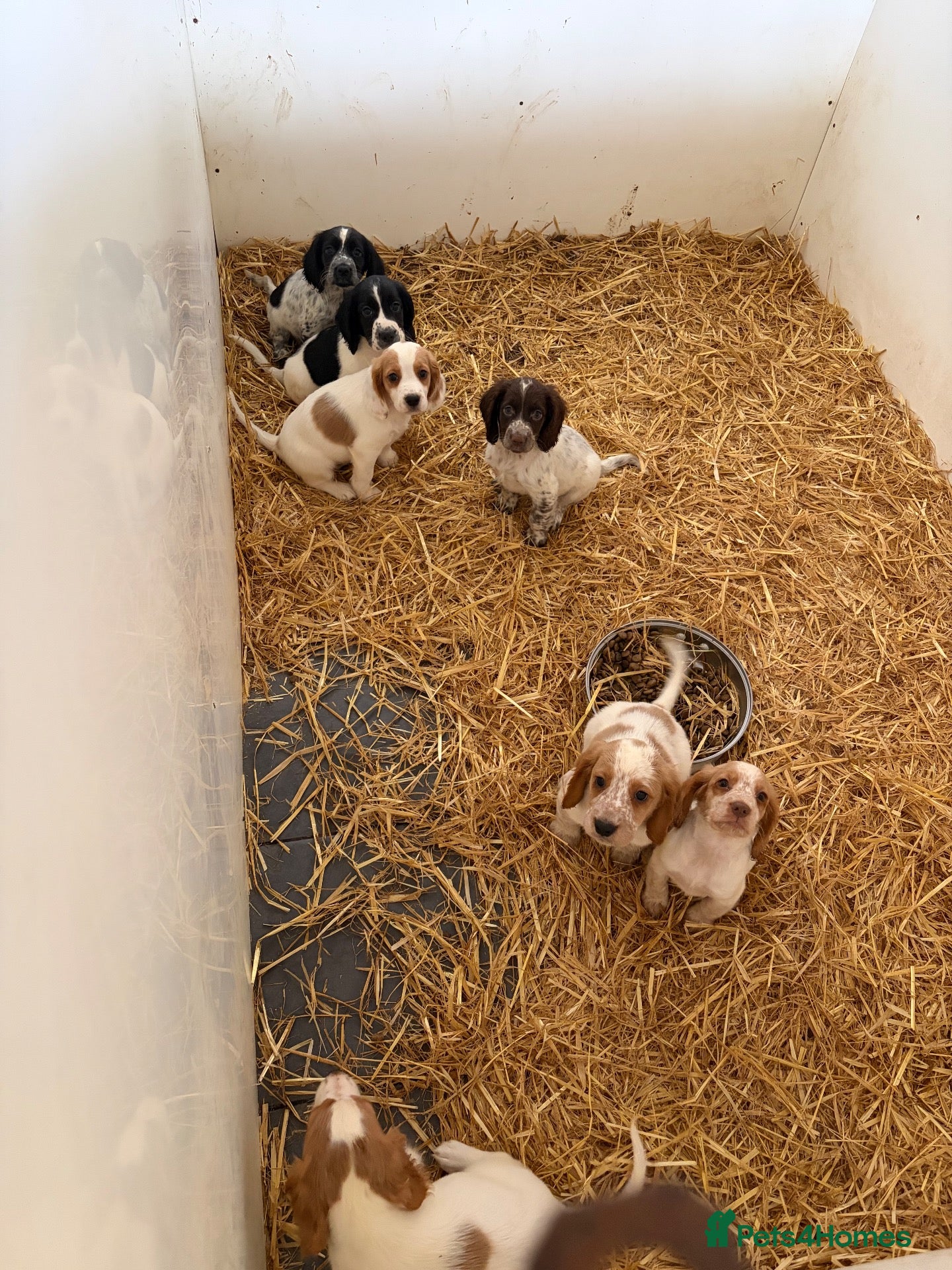 Cocker Spaniel dogs Cocker spaniel pups  - Advert 1