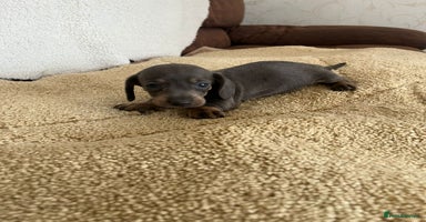 Miniature Dachshund dogs - Advert 2