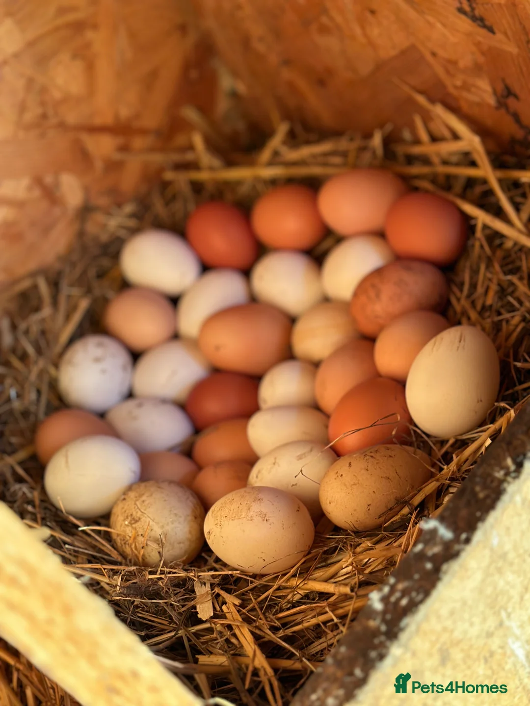 Chickens poultry for sale: All Colour POL Available  in Spalding - Advert 7