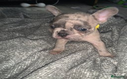 French Bulldog dogs for sale: REDUCED!!🥰Ready SOON 🐾 French bulldog puppies - Image 10