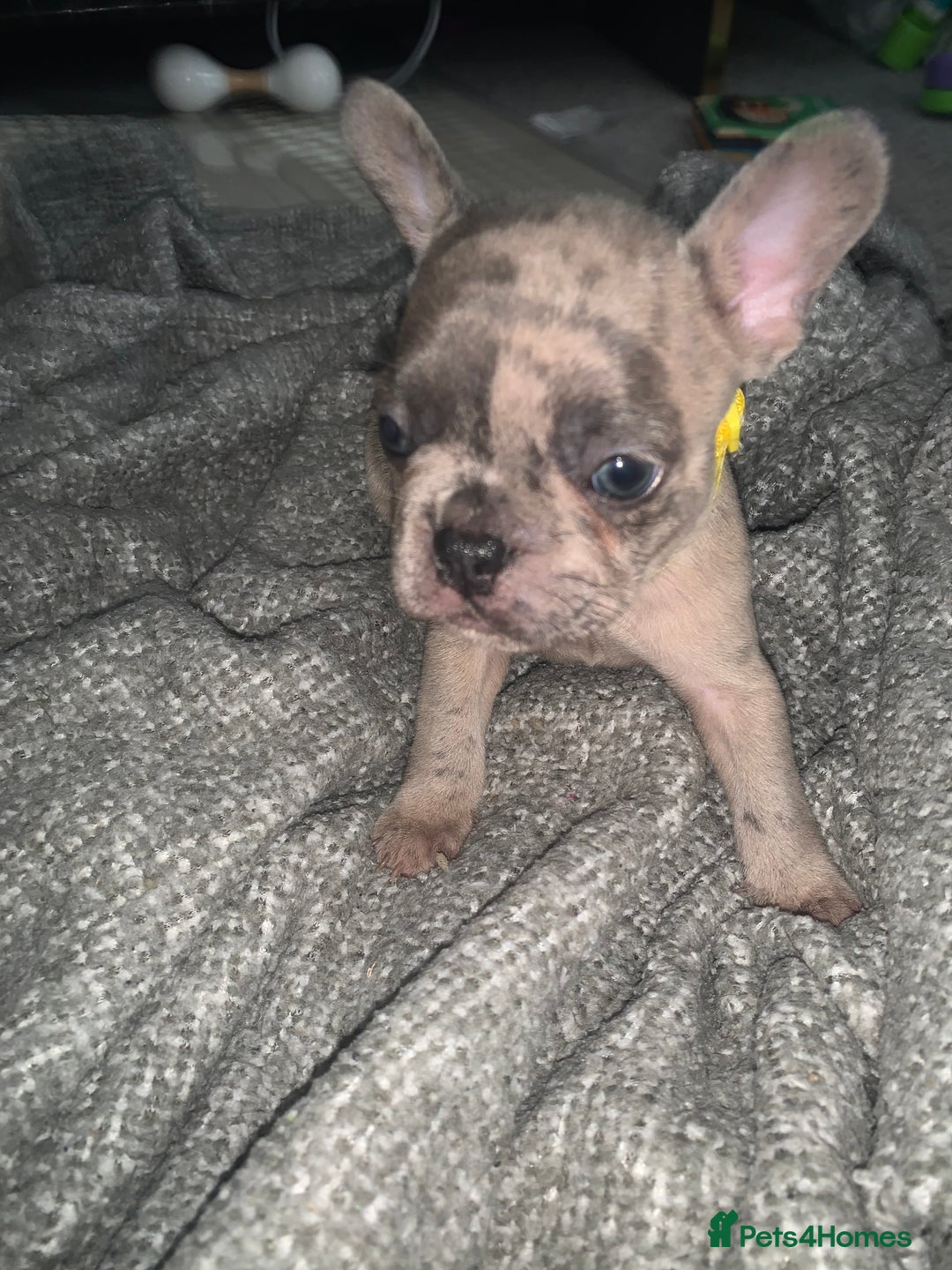 French Bulldog dogs for sale: REDUCED!!🥰Ready SOON 🐾 French bulldog puppies - Image 10