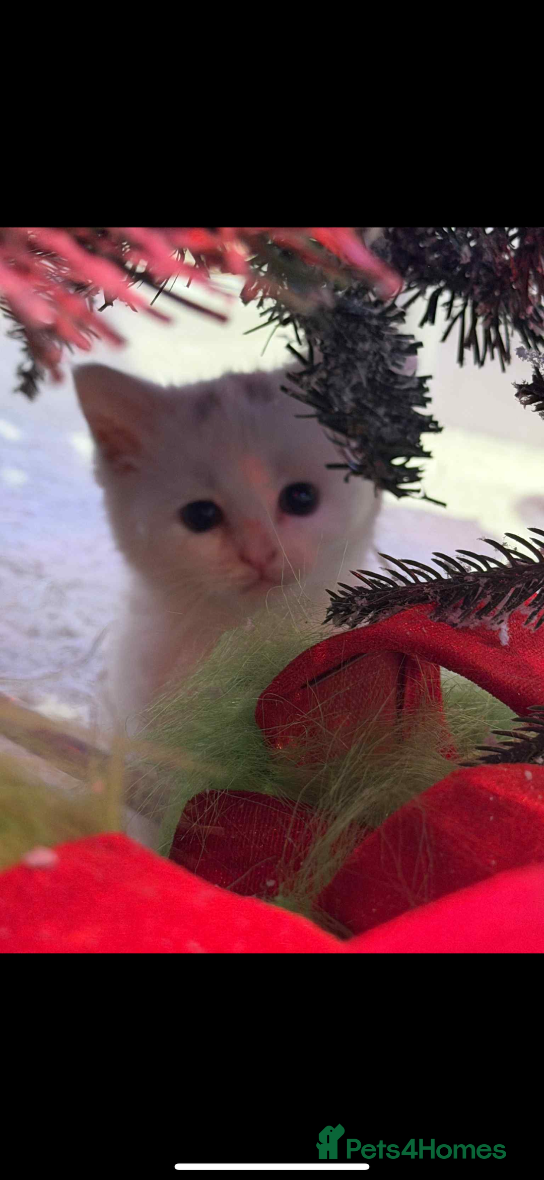 Mixed Breed cats for sale: Siberian x British Shorthair  - Advert 6