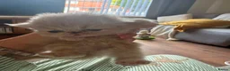 Persian cats for sale: Gorgeous persian kittens - Advert 21