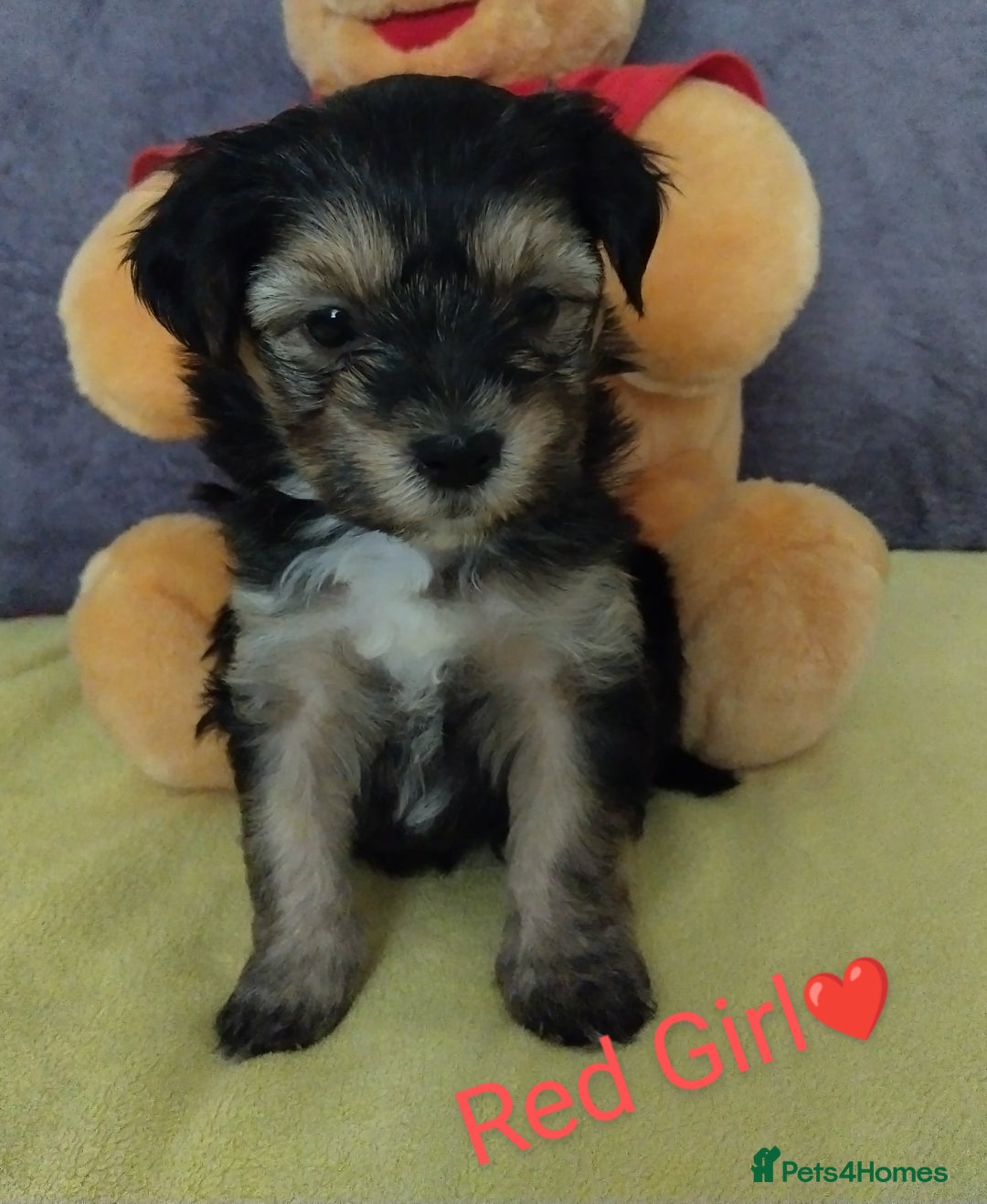 Morkie dogs for sale: Beautiful Morkie Puppies - Image 9