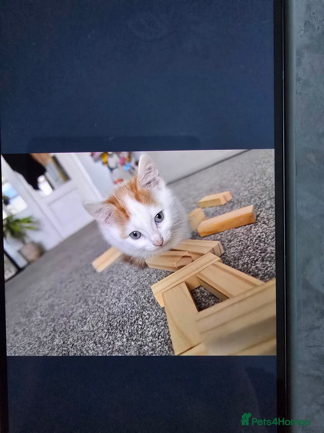 Mixed Breed cats for sale: Ginger kittens - Advert 6