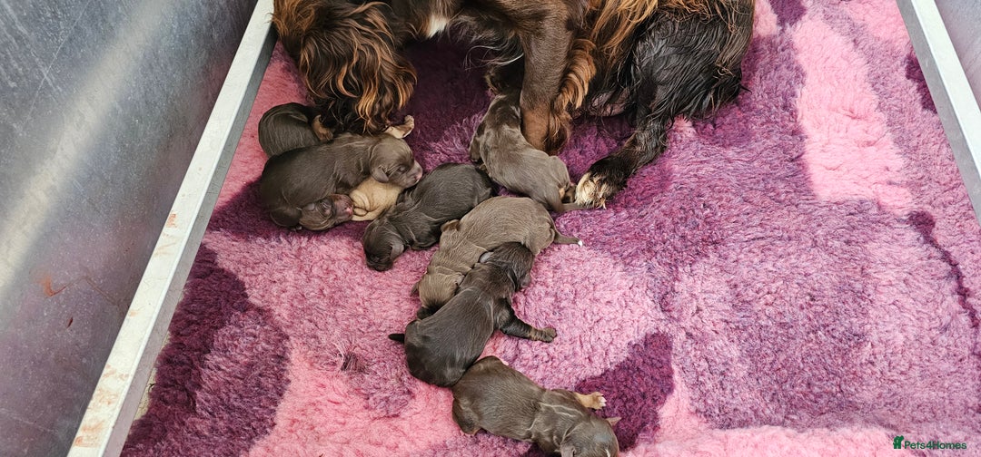 Cocker Spaniel dogs for sale: 8 AMAZING KC REG WORKING COCKER SPANIEL PUPPIES - Image 35