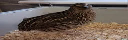 Quail poultry for sale: Dozen (12) Quail Hatching Eggs - Advert 5