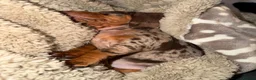 Miniature Dachshund dogs for sale: Miniature dachshund males - Advert 8