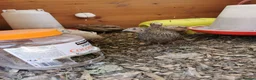 Quail poultry for sale: Mixed Coturnix Quail chicks - Advert 12