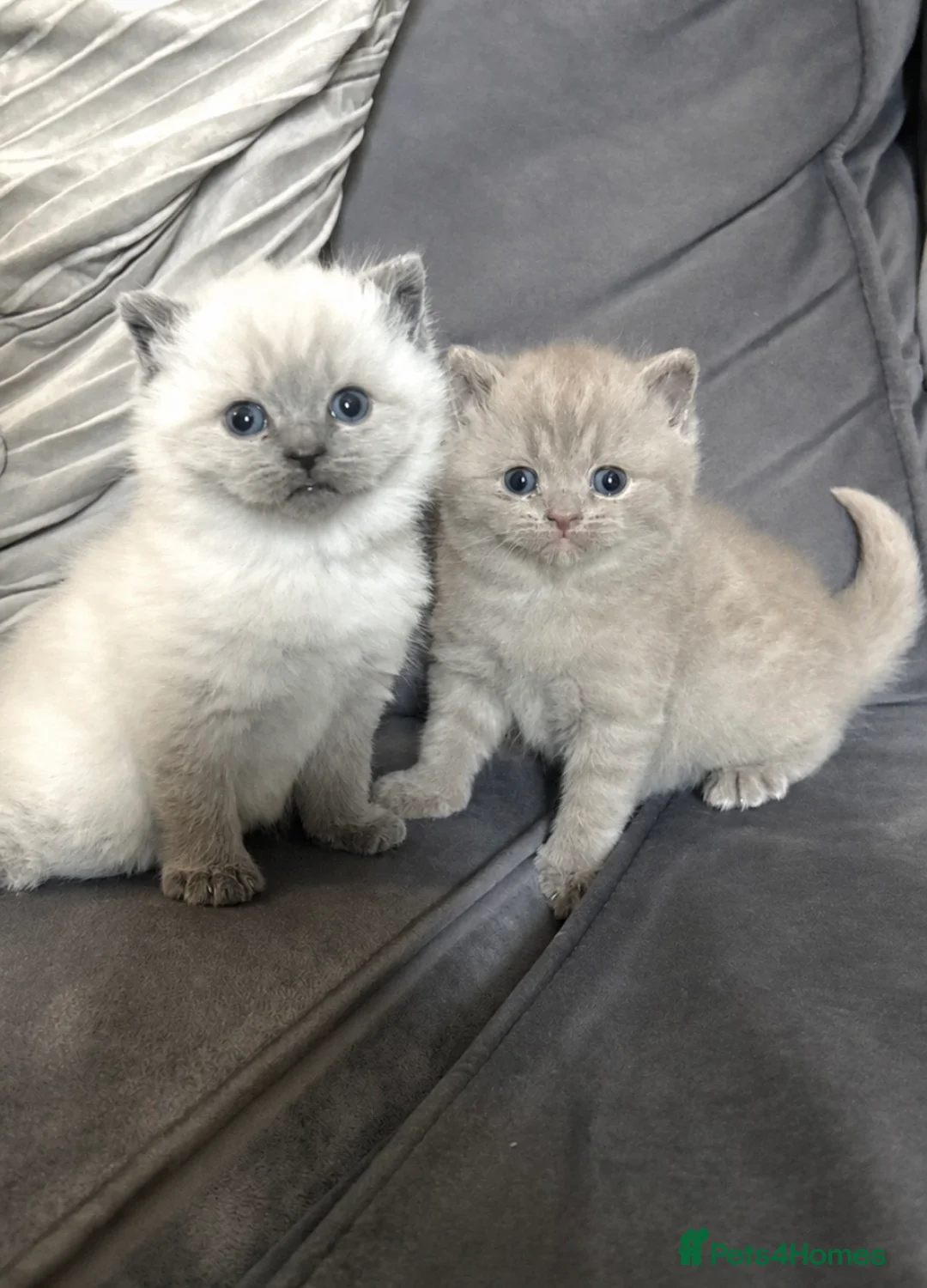 British Shorthair cats for sale: Gorgeous colour point boy - Advert 2