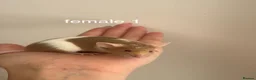 Mouse rodents for sale: Fancy mice for homes  - Advert 2