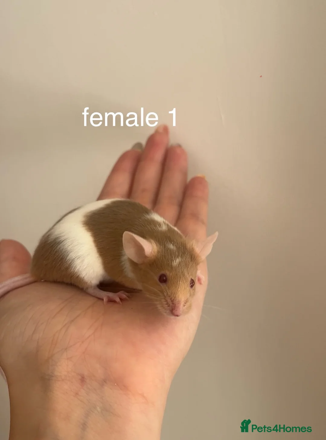 Mouse rodents for sale: Fancy mice for homes  - Advert 2