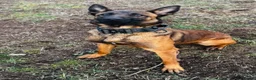Belgian Shepherd Dog dogs for sale: Top Class Belgian Malinois Bitch  in Stratford-upon-Avon - Advert 3