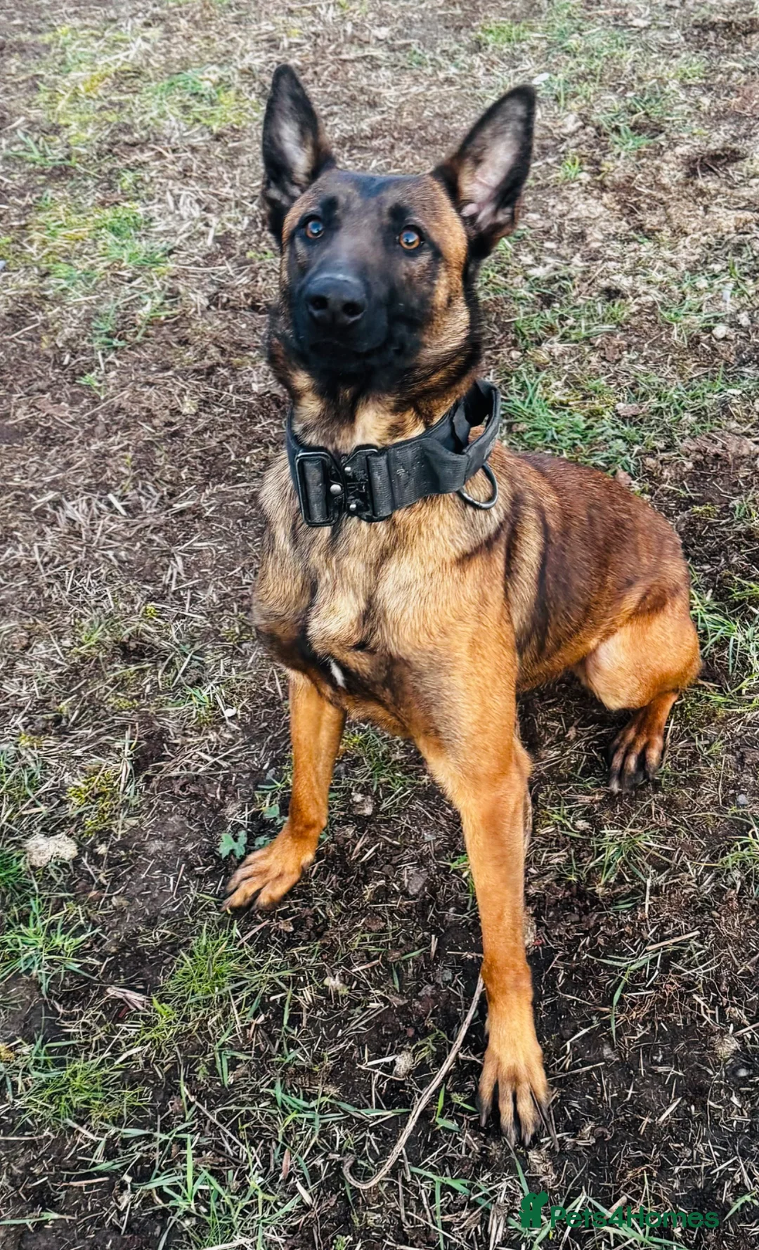Belgian Shepherd Dog dogs for sale: Top Class Belgian Malinois Bitch  in Stratford-upon-Avon - Advert 3
