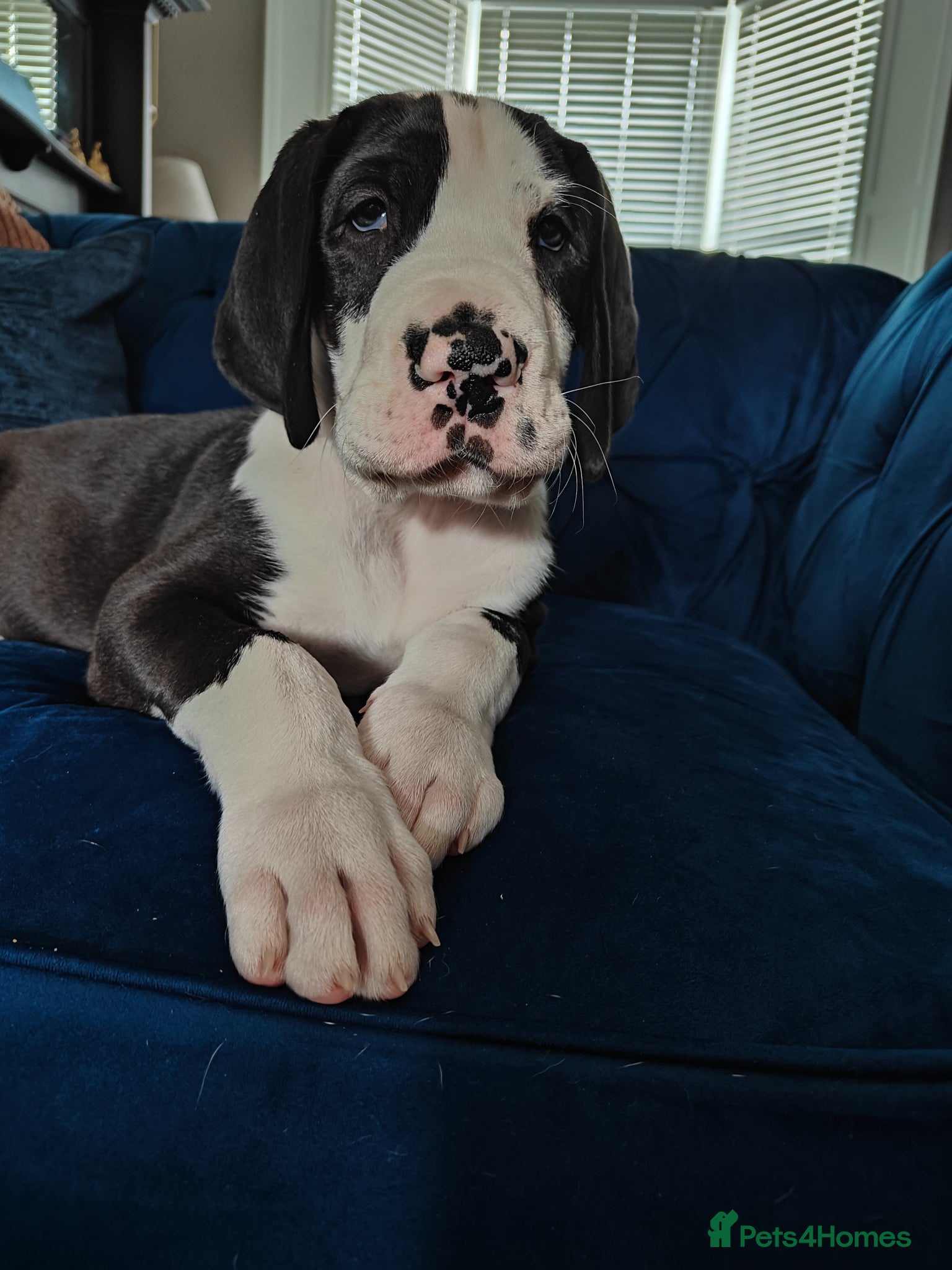 Great Dane dogs 🐾 Stunning Great Dane Puppies for Sale 🐾 - Advert 9