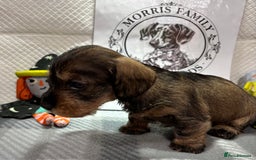 Miniature Dachshund dogs for sale: Stunning miniature wire haired dachshunds  - Image 9