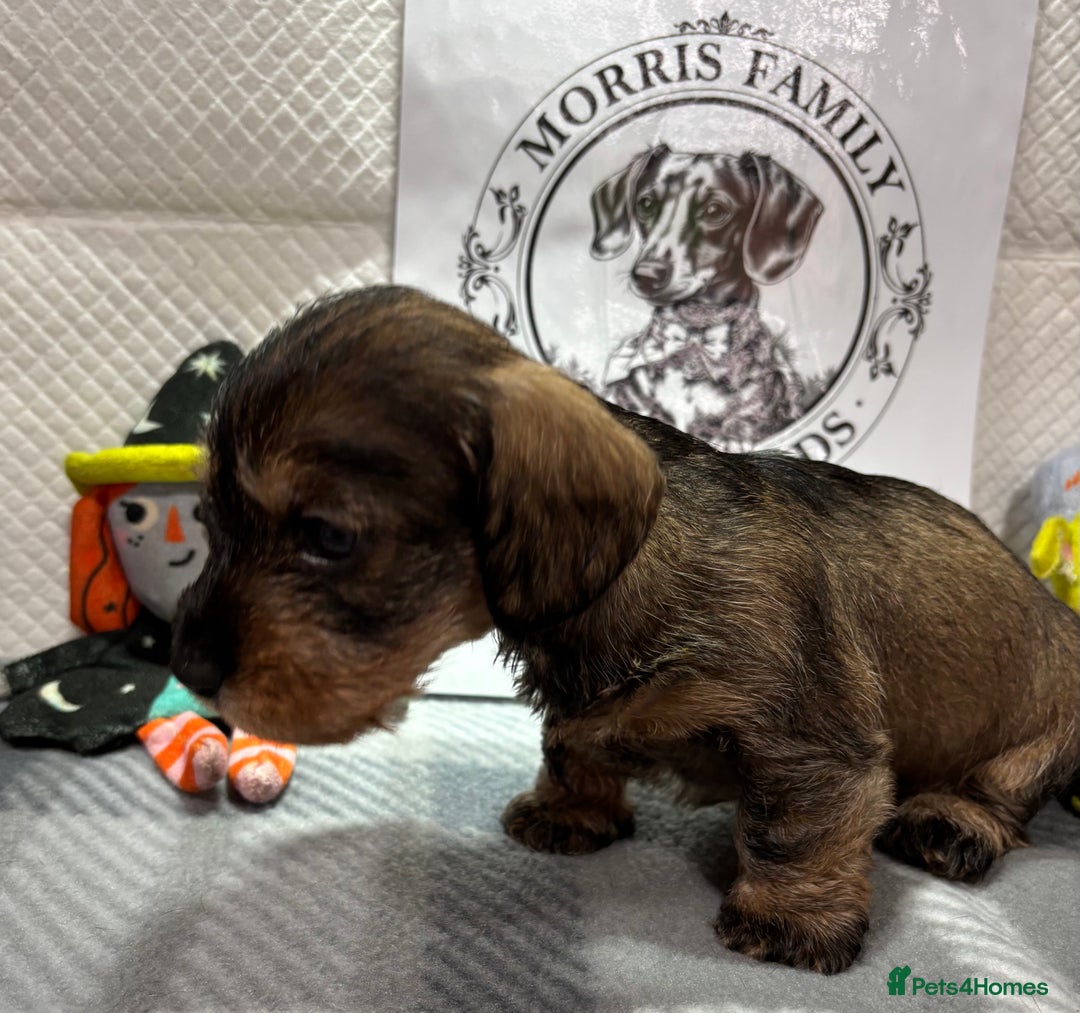 Miniature Dachshund dogs for sale: Stunning miniature wire haired dachshunds  - Image 9