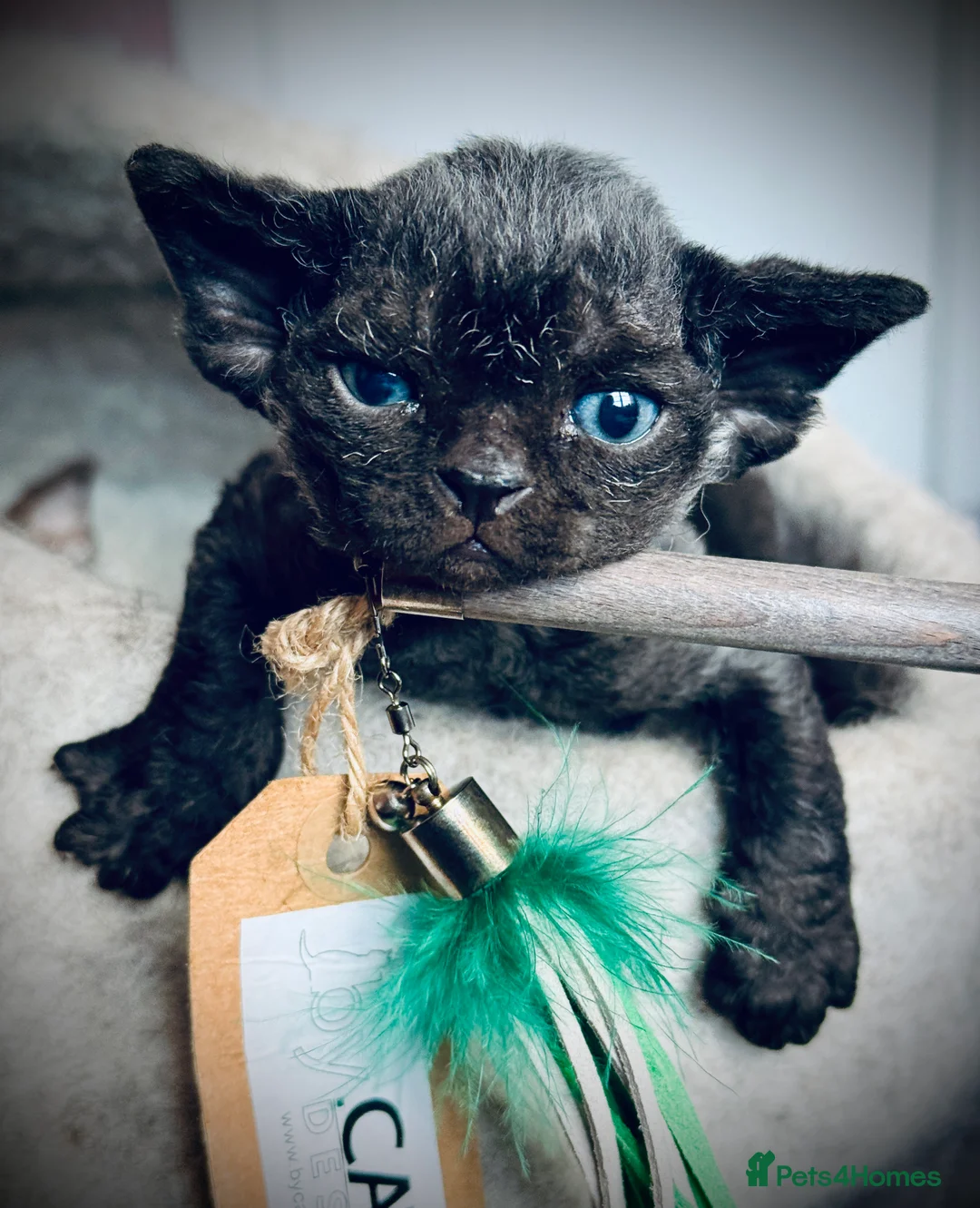 Devon Rex cats for sale: Devon Rex Kittens –GCCF Last kitten available BOY  - Advert 11
