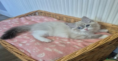 Siberian cats - Advert 2